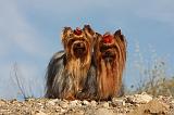 YORKSHIRE TERRIER 540